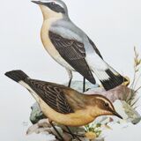 Old bird board from the 1960s - Wheatear - nature and countryside image