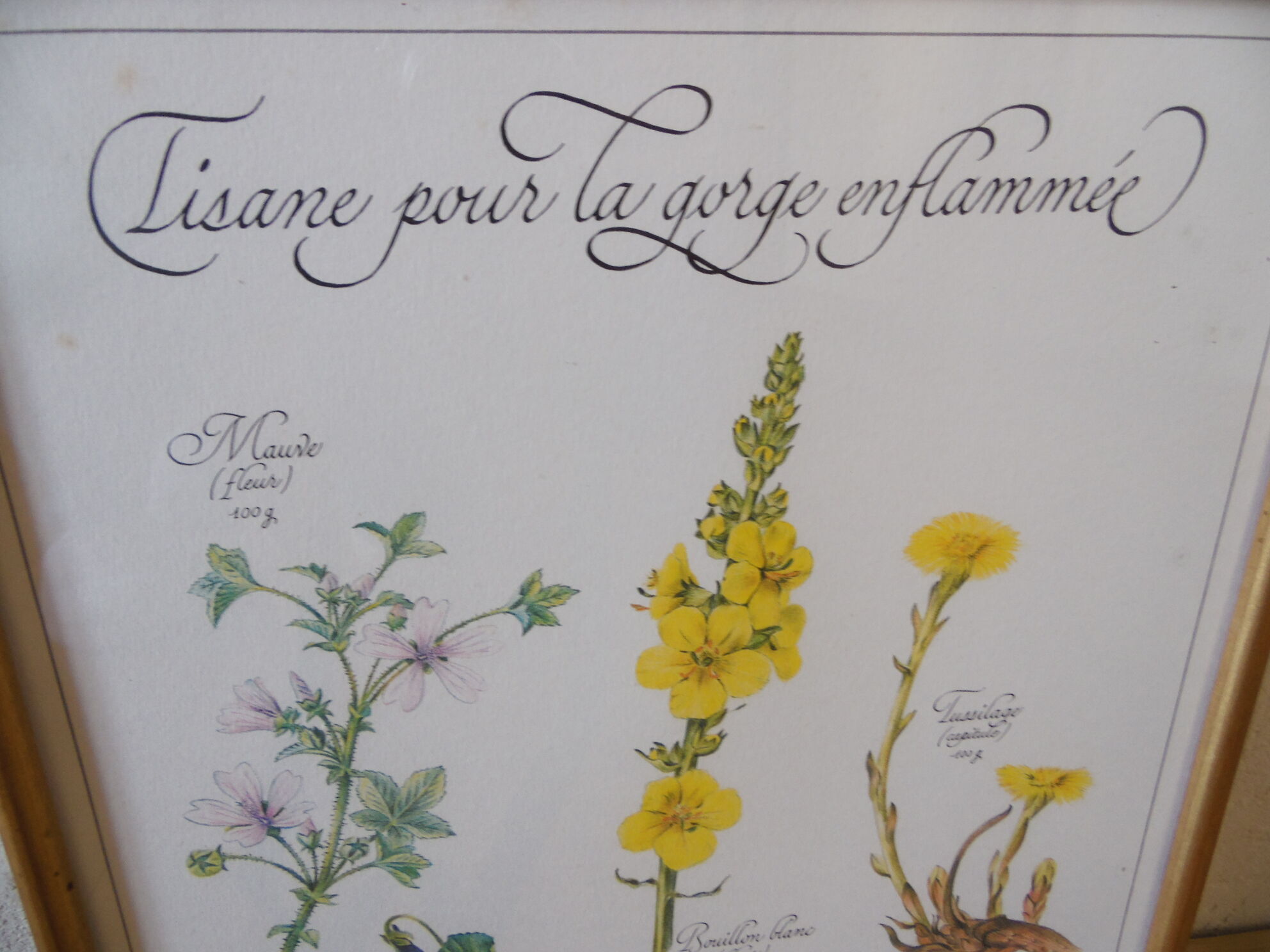 Botanical board Tisane inflamed throat , 1982 C Michaut