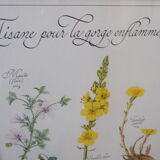Botanical board Tisane inflamed throat , 1982 C Michaut