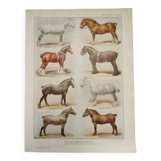 Gravure Originale de 1922 - Race de Chevaux (2) - Planche ancienne de le cheval