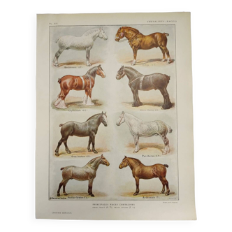 Original engraving from 1922 - Breed of Horses (2) - Old plate of the horse