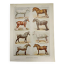Original engraving from 1922 - Breed of Horses (2) - Old plate of the horse