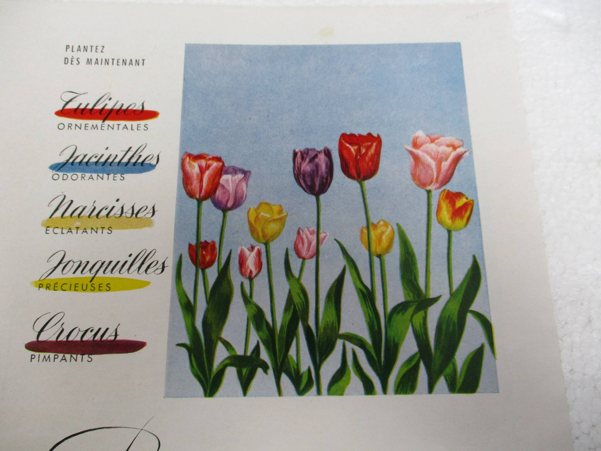 Old “Yalacta” and “Flowers of Holland” advertising from the 1950s