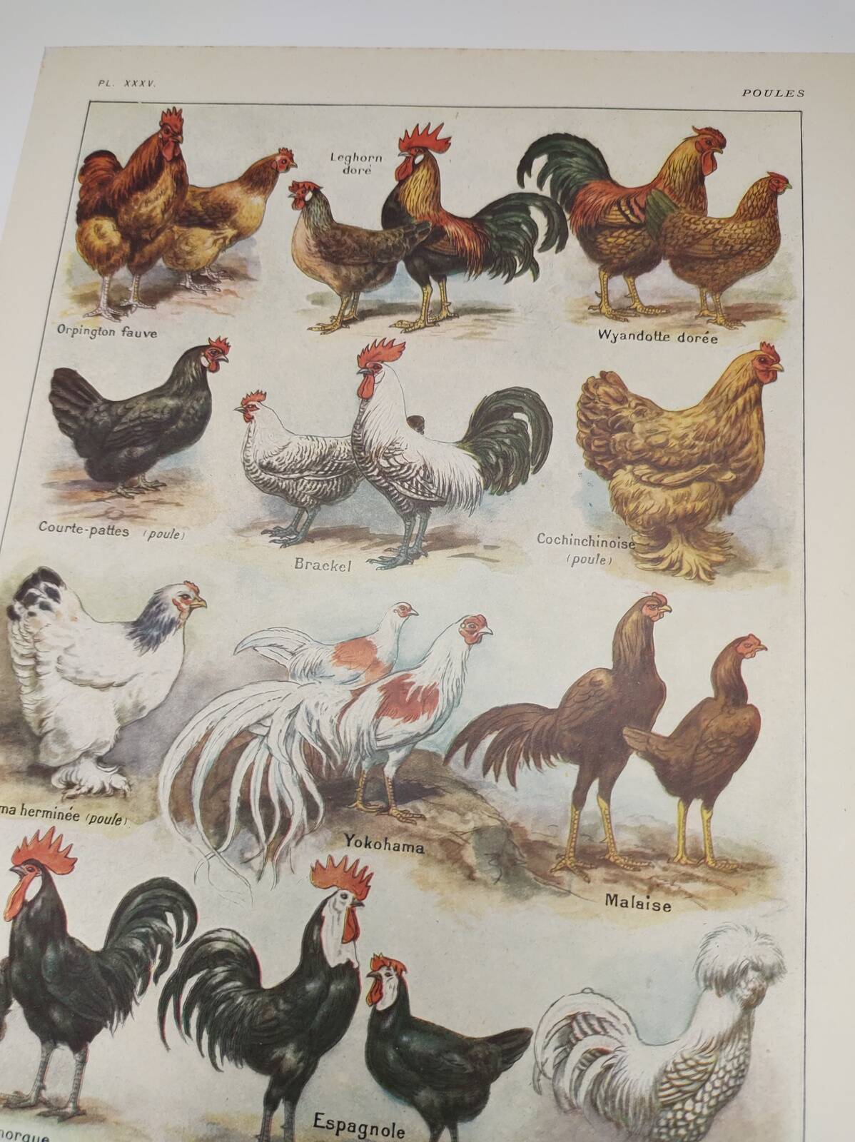 Original engraving from 1922 - Hens and roosters (2) - Old farm board