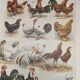 Original engraving from 1922 - Hens and roosters (2) - Old farm board