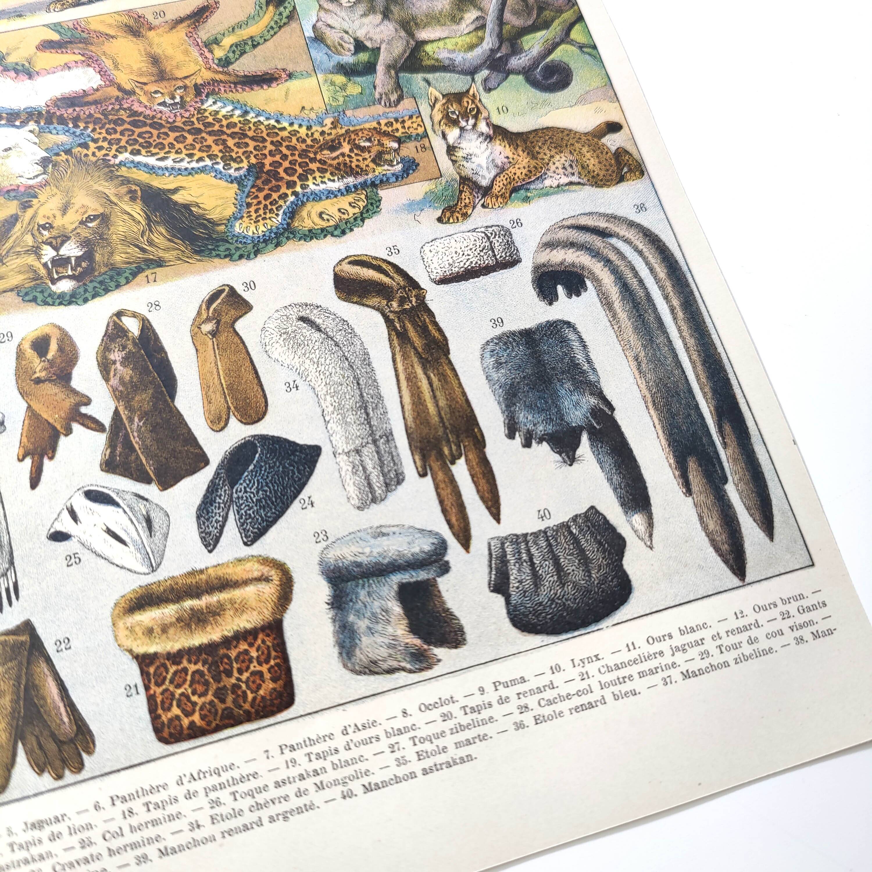 Lot of two lithographs on jungle animal furs 1900