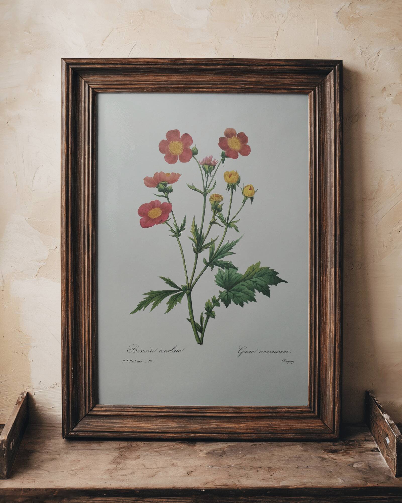 Planche illustrée originale Benoite écarlate