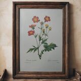 Planche illustrée originale Benoite écarlate