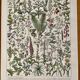 Reserved Chloé - Lot of 2 20th century lithos.