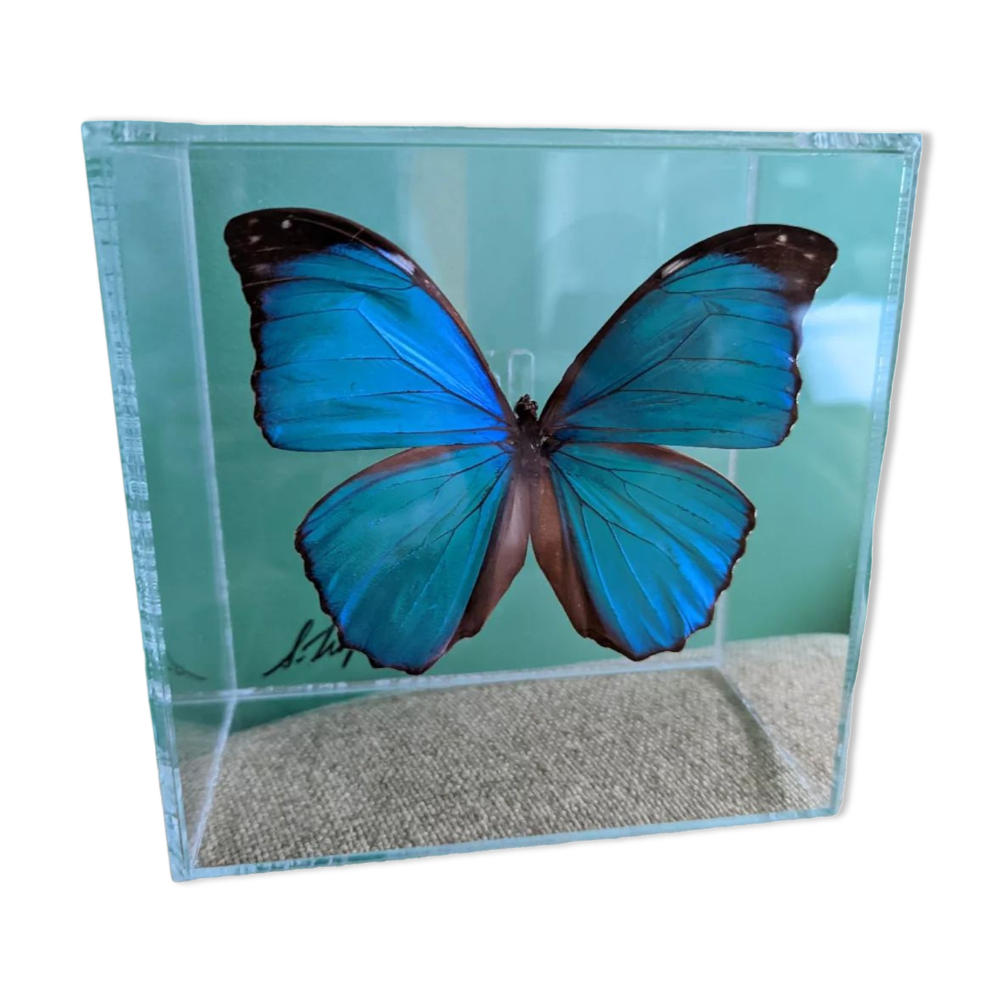 Morpho didius butterfly frame