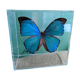 Morpho didius butterfly frame