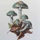 Botanical Illustration Mushrooms Strophaire Vintage Print 60s