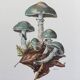 Botanical Illustration Mushrooms Strophaire Vintage Print 60s
