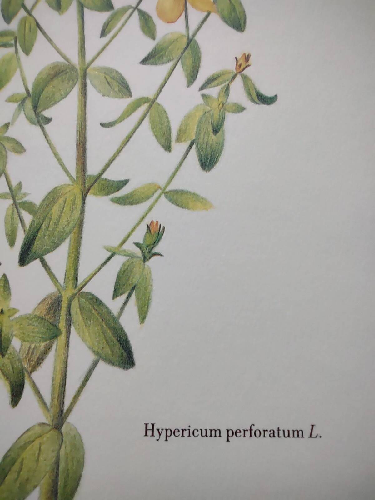 Botanical engraving -St. John's Wort- Illustration of medicinal plants and herbalism