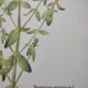 Botanical engraving -St. John's Wort- Illustration of medicinal plants and herbalism