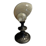 Cabinet of curiosities shell turbo petholatus pearl on base