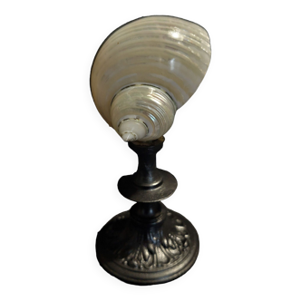 Cabinet of curiosities shell turbo petholatus pearl on base