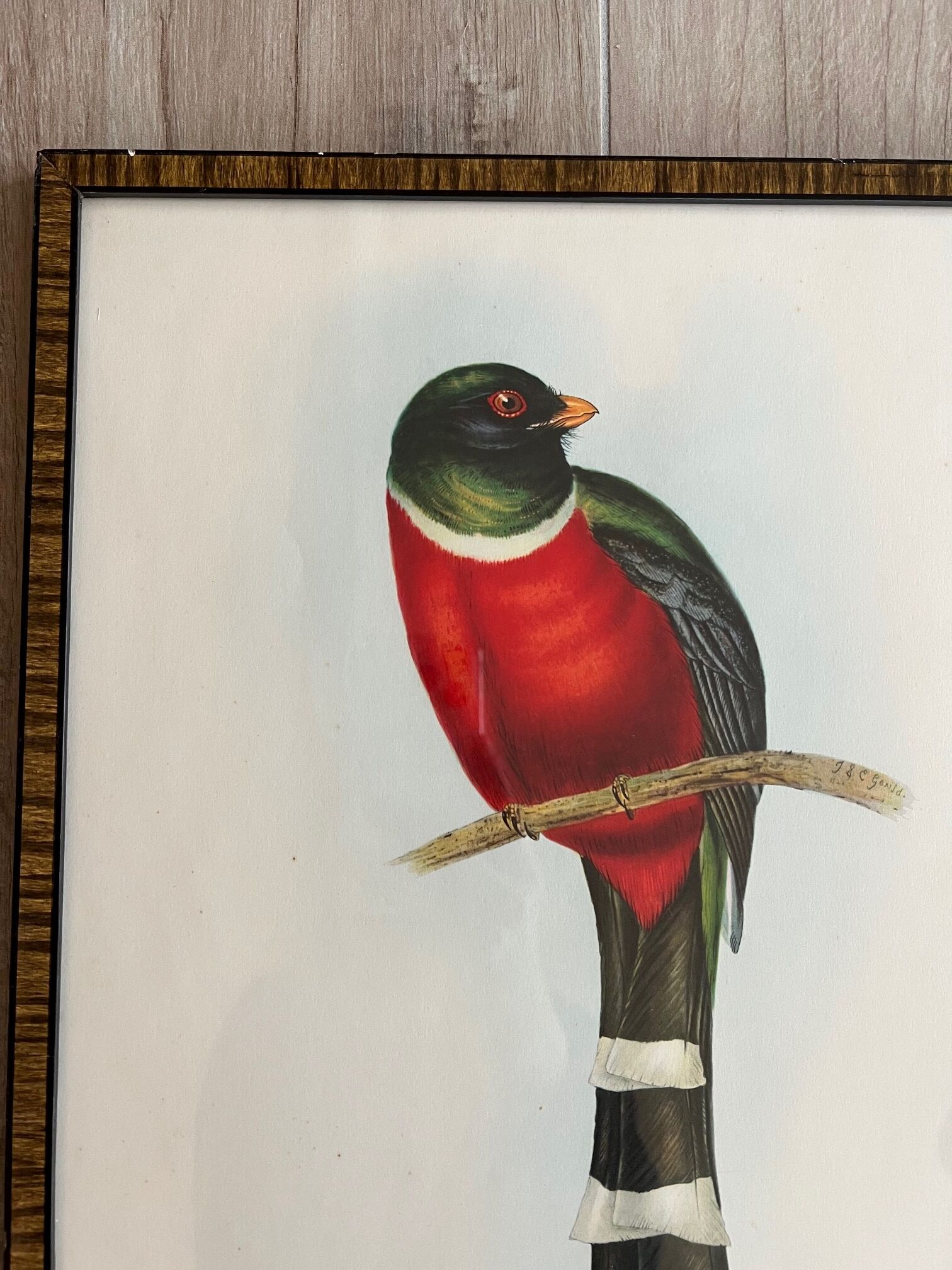Framed bird engraving