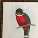 Framed bird engraving