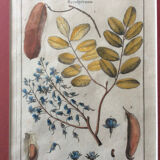 Frame with botanical board Benard Direxit