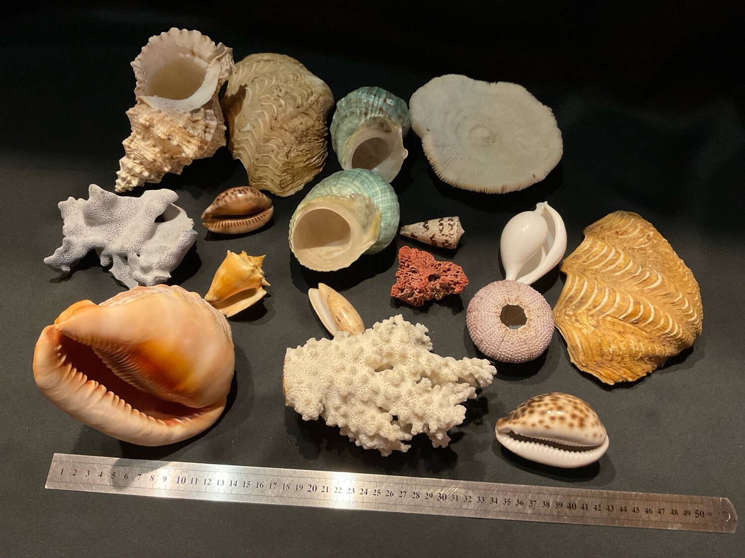 Shell collection