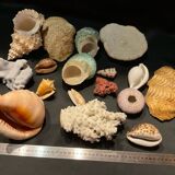 Shell collection