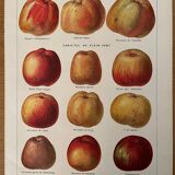 Réservé Laurence - Lot de 3 lithos sur les pommes et poires XXe
