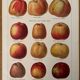 Reserved Laurence - Set of 3 lithos on apples and pears 20th century