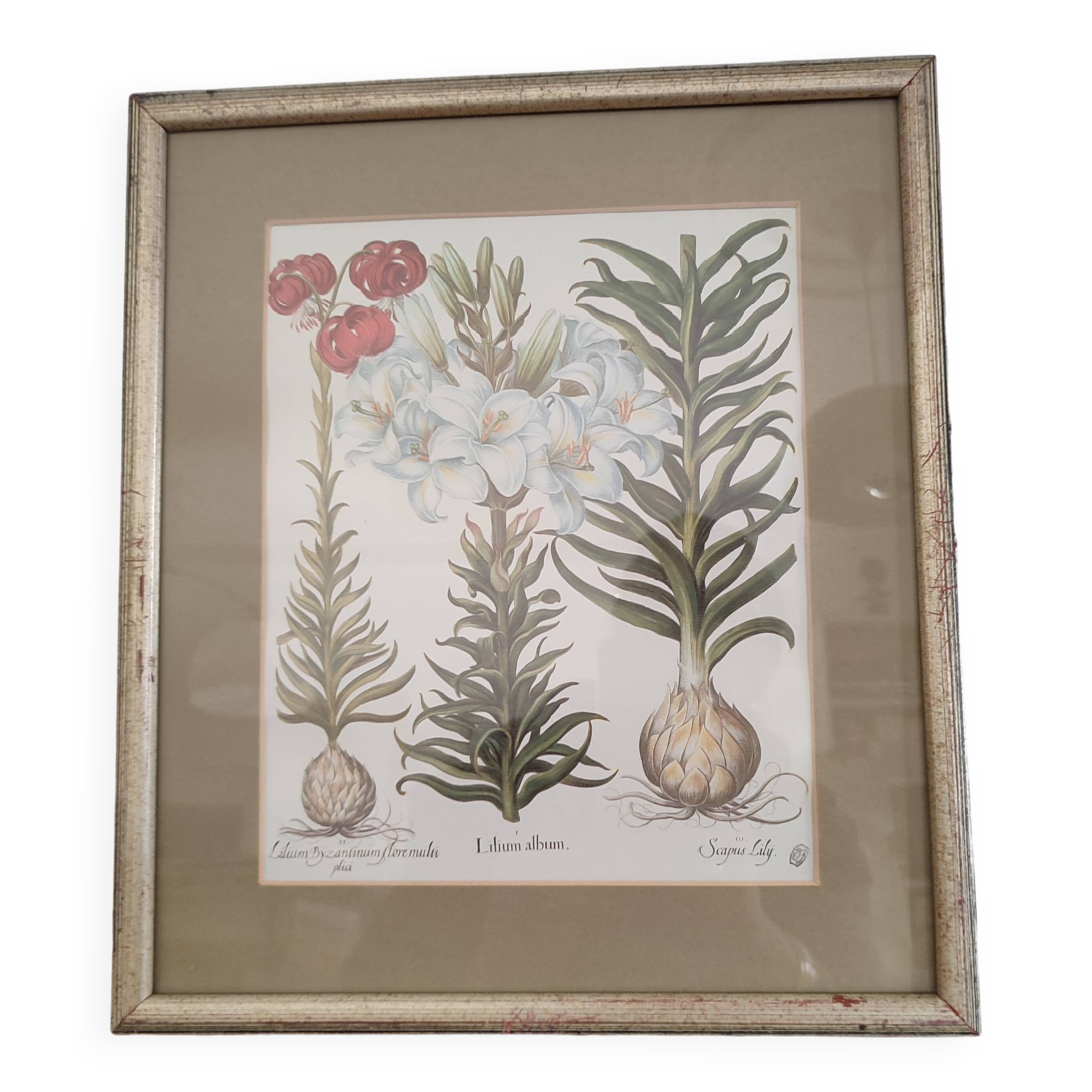 Botanical illustration