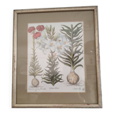 Botanical illustration
