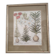 Botanical illustration