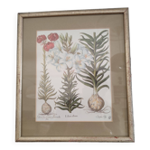 Botanical illustration