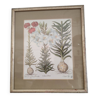 Botanical illustration