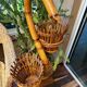 Rattan cobra plant holder
