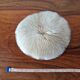 Coral Fungia from the 1970s.