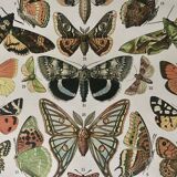 Lithograph on the butterflies of Europe - 1900