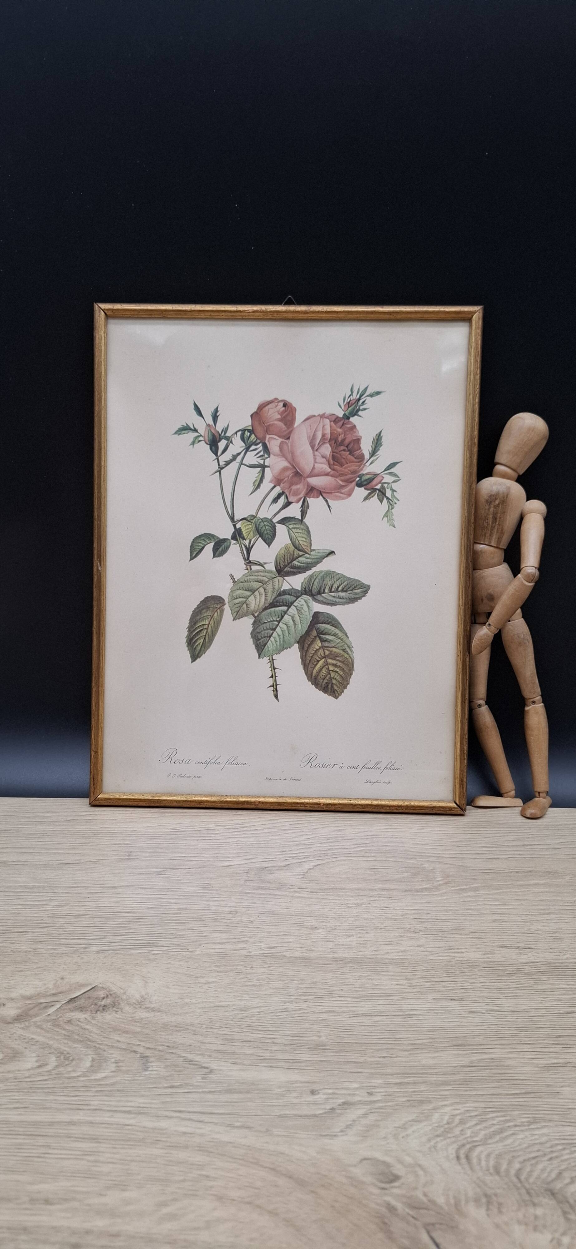 Botanical lithograph Hundred-leaf rose bush PJ Redouté