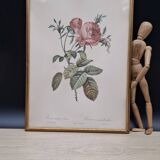 Botanical lithograph Hundred-leaf rose bush PJ Redouté