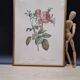 Lithographie botanique Rosier cent feuilles foliacé PJ Redouté