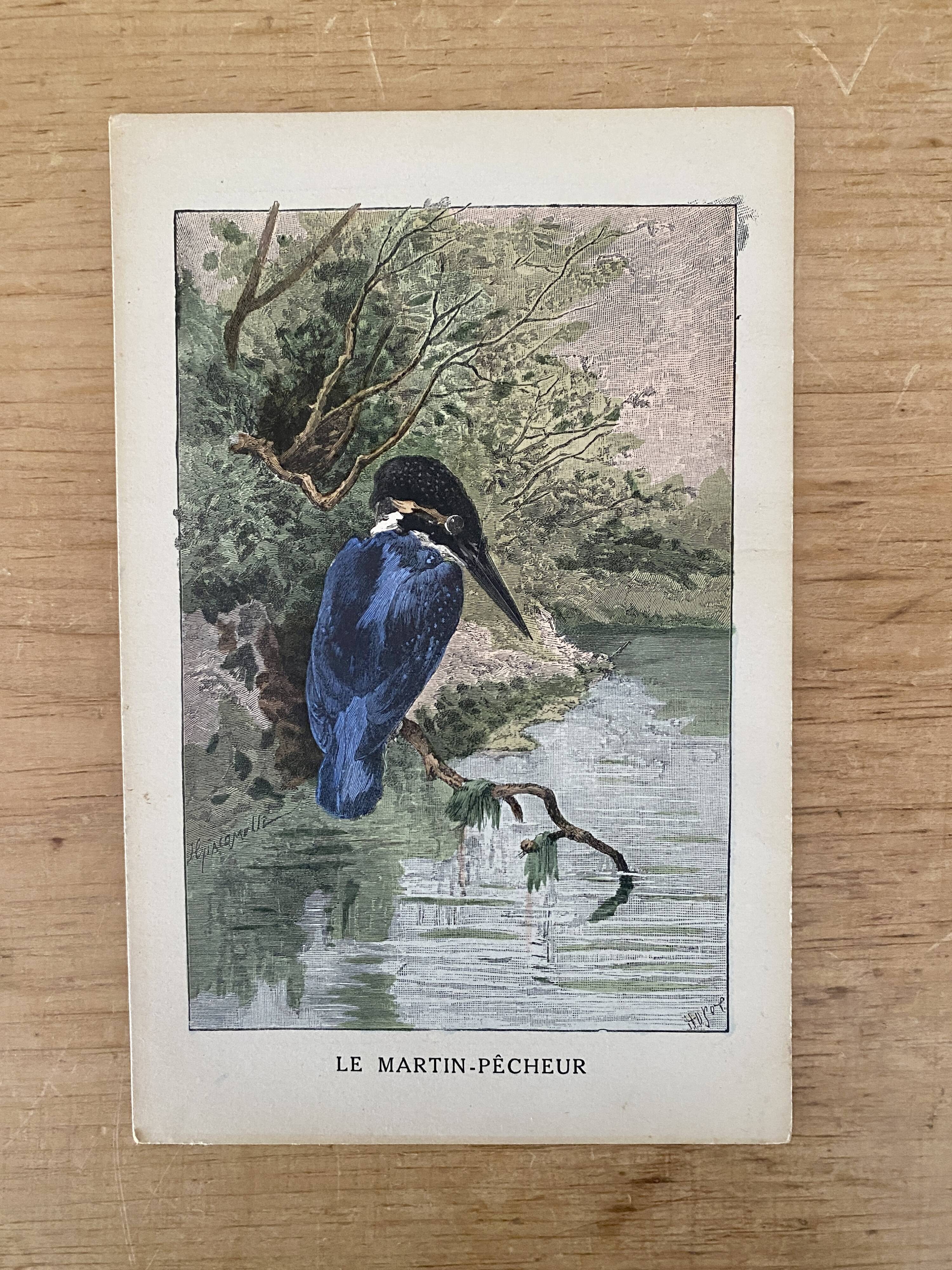 Old bird engraving - Giacomelli and Huyot - THE KING FISHER -