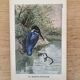 Old bird engraving - Giacomelli and Huyot - THE KING FISHER -