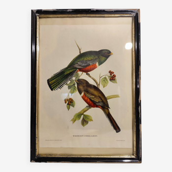 Tableau Lithographie Oiseau Gould / 1950's Angleterre / Trogon Collaris