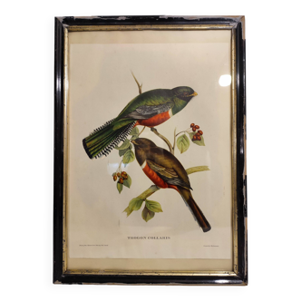 Gould Bird Lithograph Painting / 1950's England / Trogon Collaris