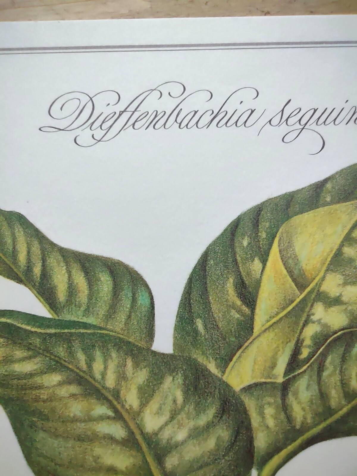 Botanical engraving -Dieffenbachia seguine- Illustration of medicinal plants. Pastels by C.Michaut