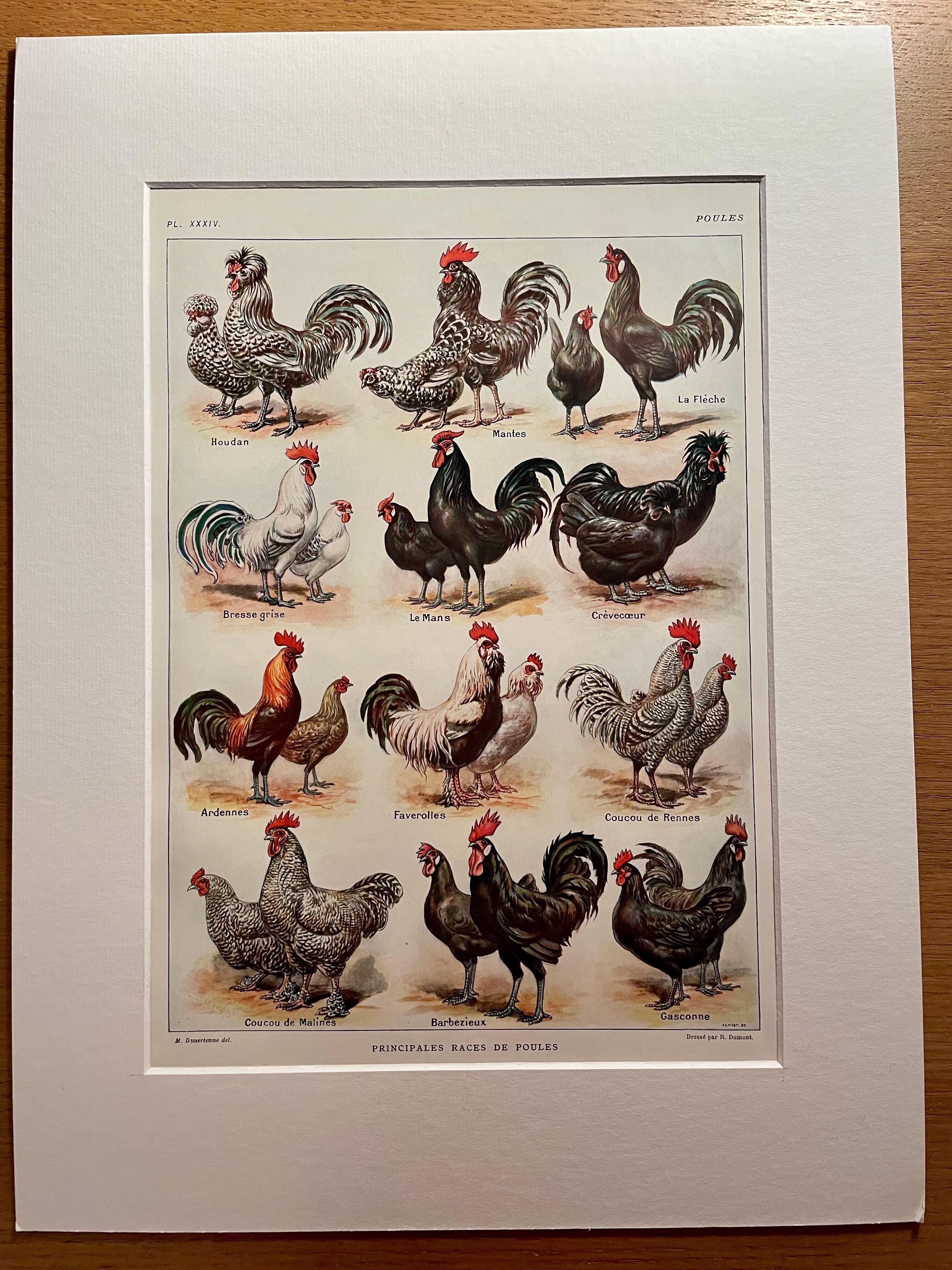 Lithograph on chickens (XXXIV) - 1920