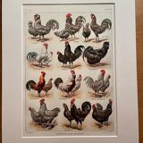 Lithograph on chickens (XXXIV) - 1920