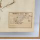 George Bert Herbarium