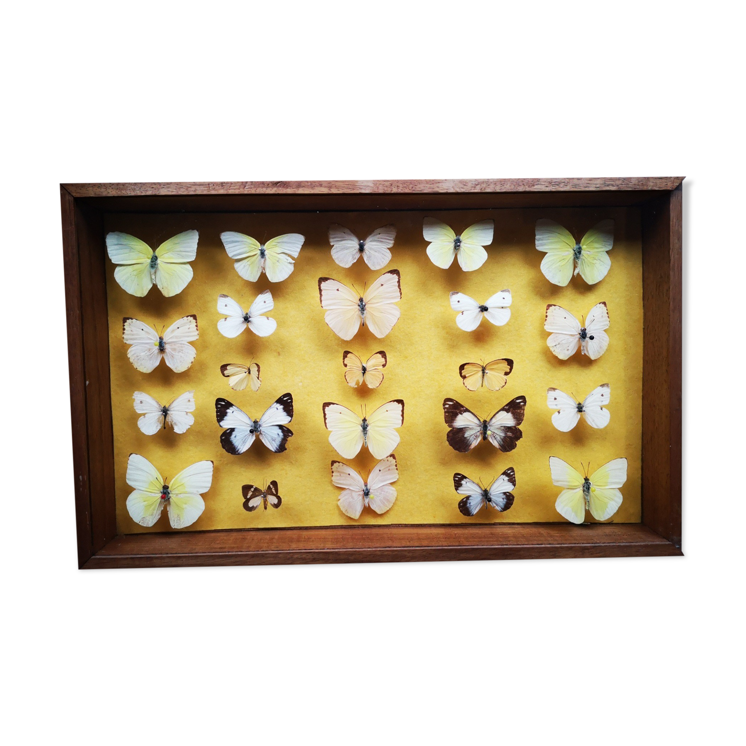 Butterfly entomology frame showcase