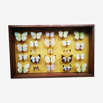 Butterfly entomology frame showcase