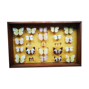 vitrine cadre d'entomologie